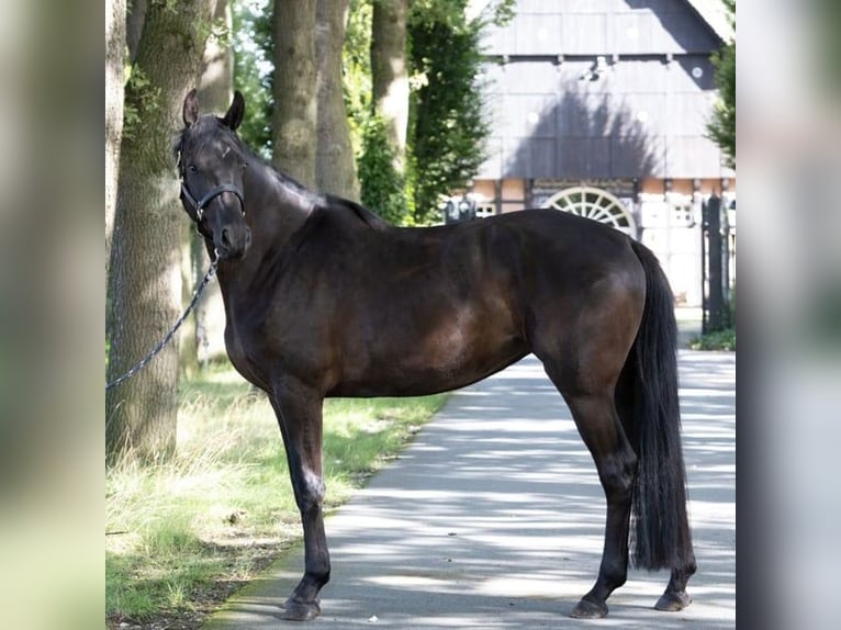 Koń hanowerski Klacz 6 lat 168 cm Kara in Lienen