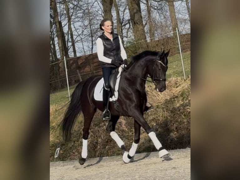 Koń hanowerski Klacz 6 lat 168 cm Kara in Westerkappeln