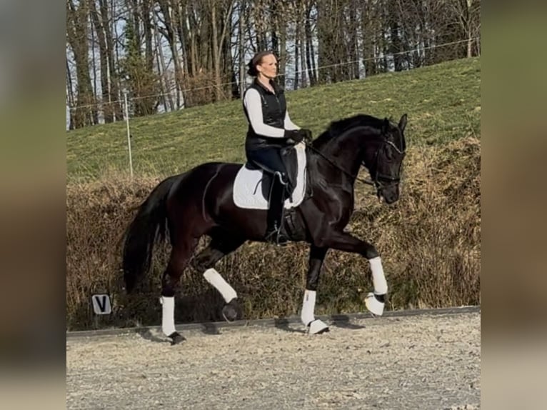 Koń hanowerski Klacz 6 lat 168 cm Kara in Westerkappeln