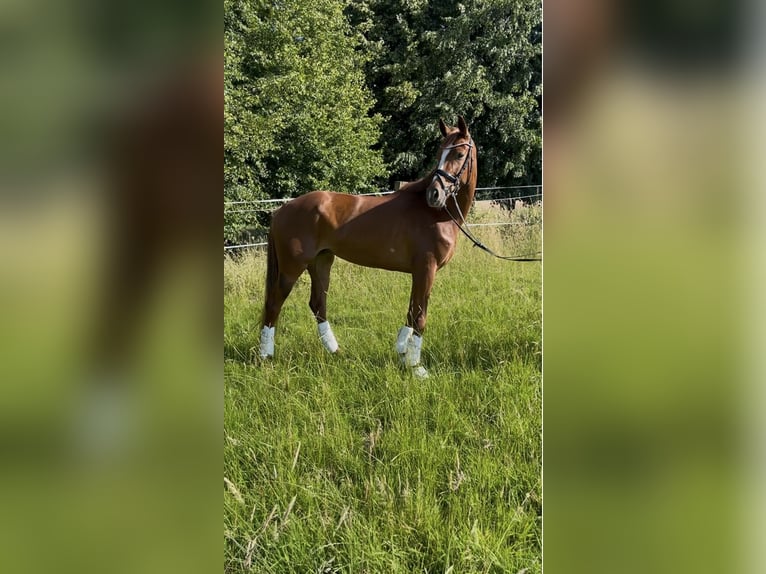 Koń hanowerski Klacz 6 lat 168 cm Kasztanowata in Bonn