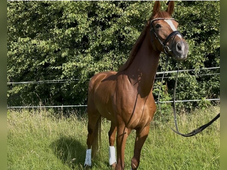 Koń hanowerski Klacz 6 lat 168 cm Kasztanowata in Bonn
