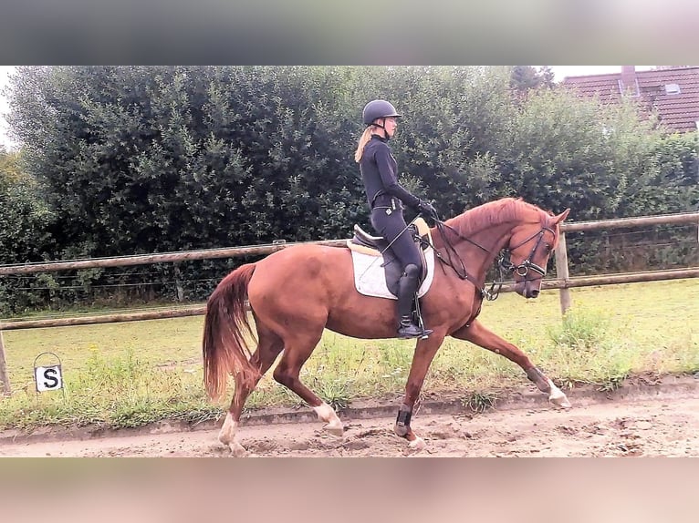 Koń hanowerski Klacz 6 lat 168 cm Kasztanowata in Hohenfelde