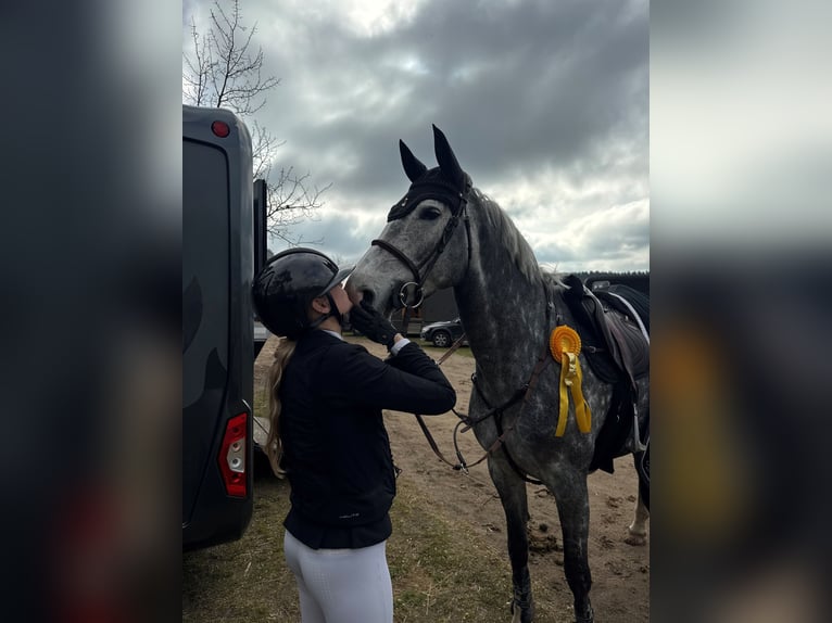 Koń hanowerski Klacz 6 lat 168 cm  in Toppenstedt