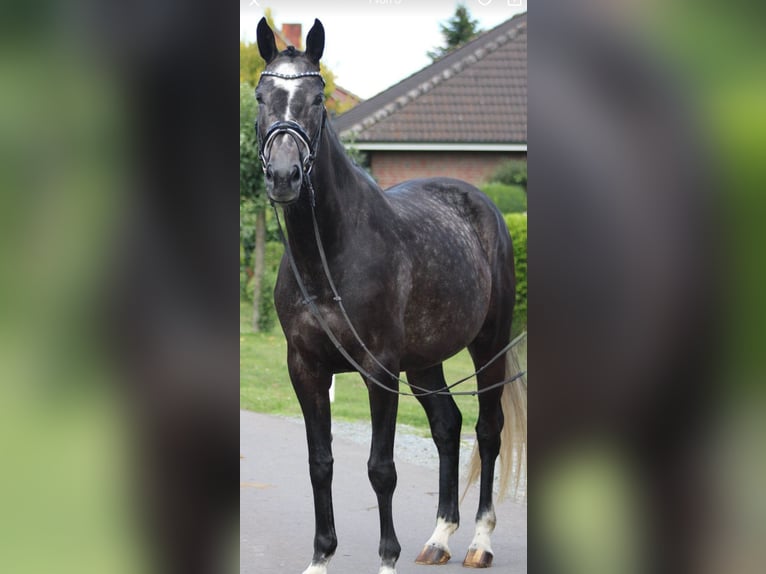 Koń hanowerski Klacz 6 lat 168 cm Siwa jabłkowita in Deinstedt