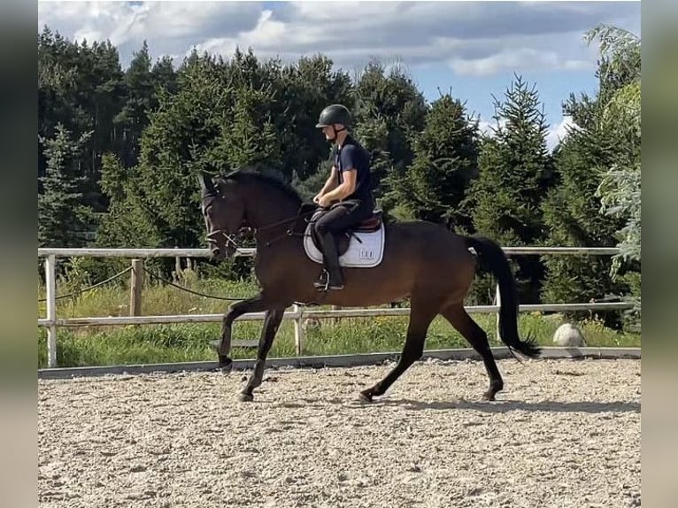 Koń hanowerski Klacz 6 lat 169 cm Ciemnogniada in Paruszka