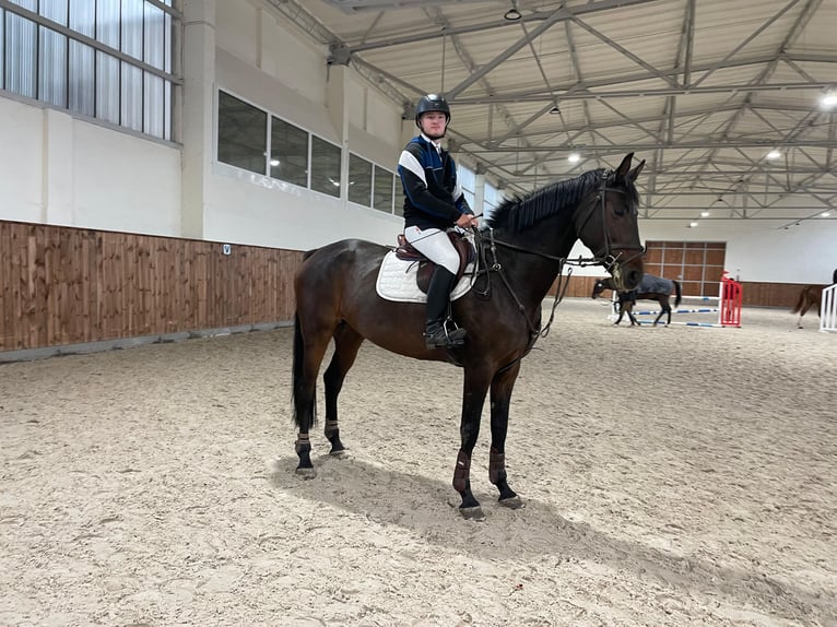 Koń hanowerski Klacz 6 lat 169 cm Ciemnogniada in Paruszka