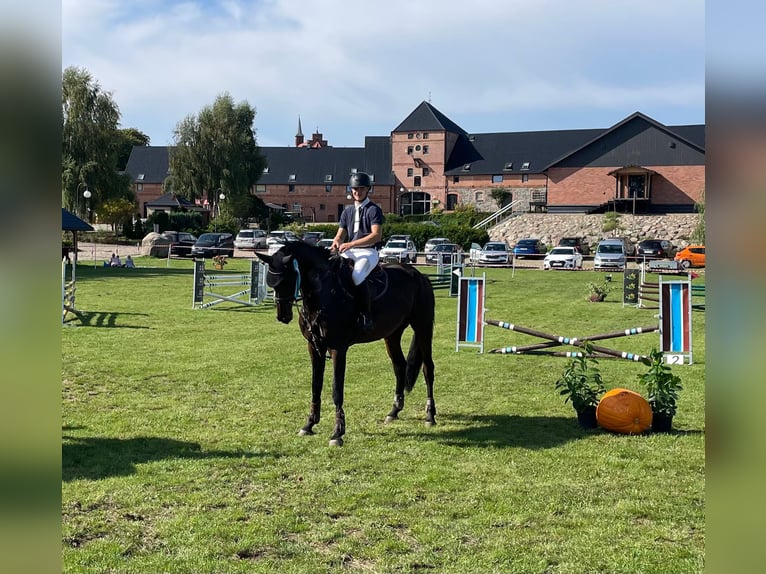 Koń hanowerski Klacz 6 lat 169 cm Ciemnogniada in Paruszka
