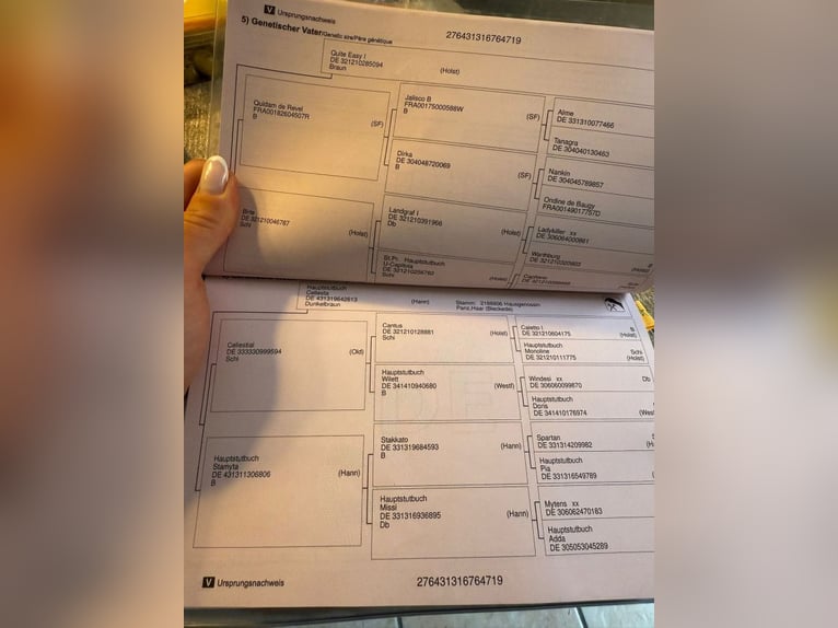 Koń hanowerski Klacz 6 lat 169 cm Ciemnogniada in Paruszka