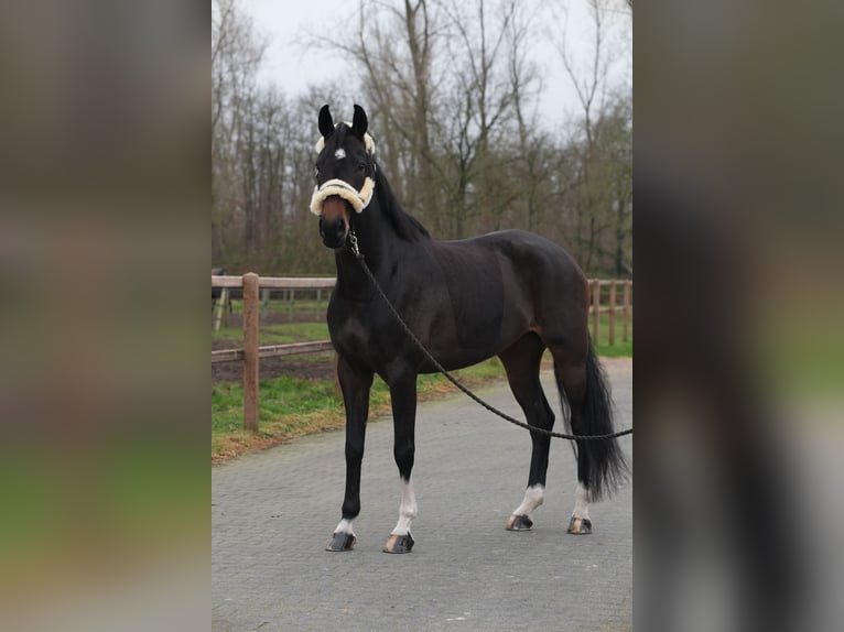 Koń hanowerski Klacz 6 lat 169 cm Ciemnogniada in Stramproy