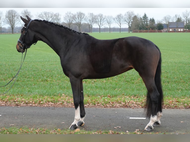 Koń hanowerski Klacz 6 lat 169 cm Ciemnogniada in Stramproy