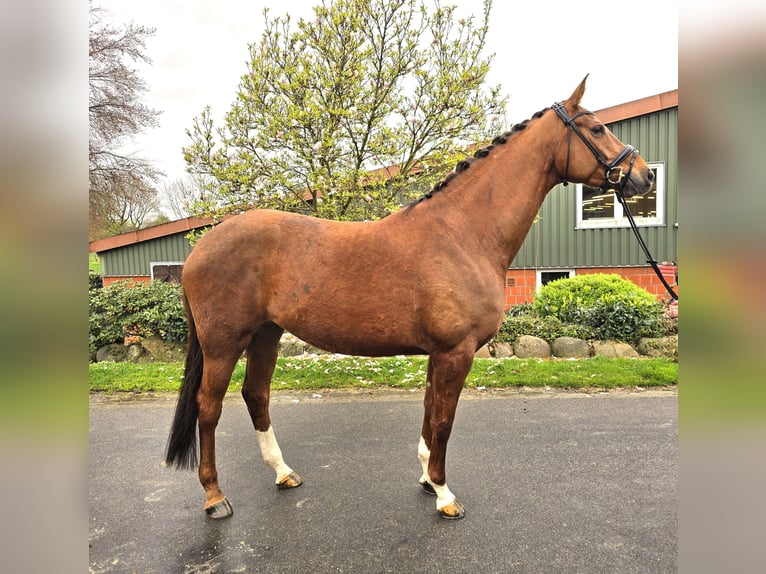 Koń hanowerski Klacz 6 lat 169 cm Ciemnokasztanowata in Ohrensen