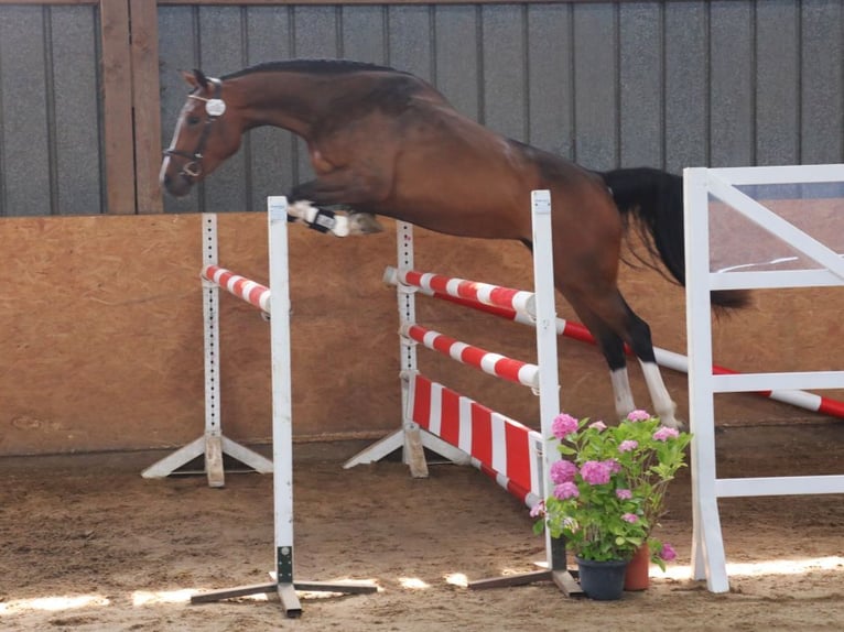 Koń hanowerski Klacz 6 lat 169 cm Gniada in Wensin