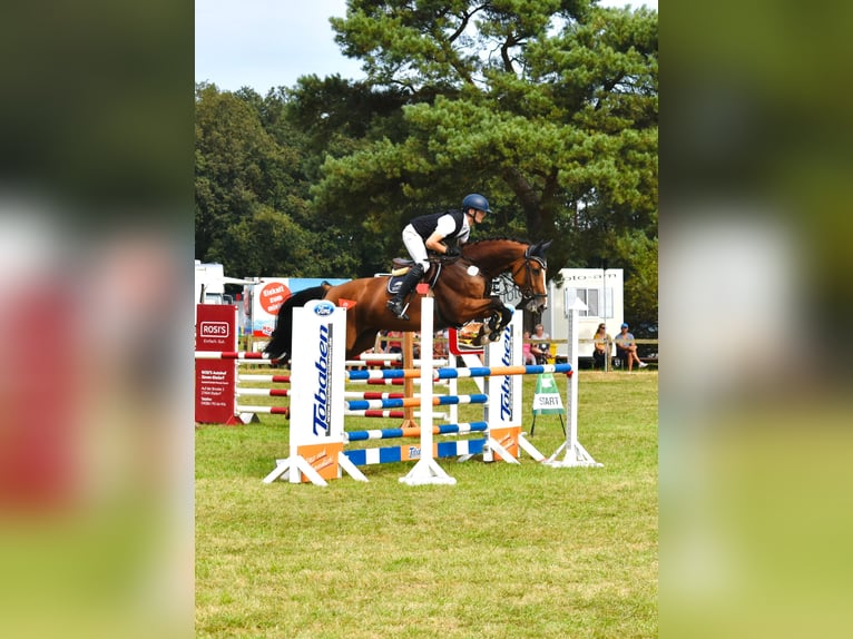 Koń hanowerski Klacz 6 lat 169 cm Gniada in Bremervörde