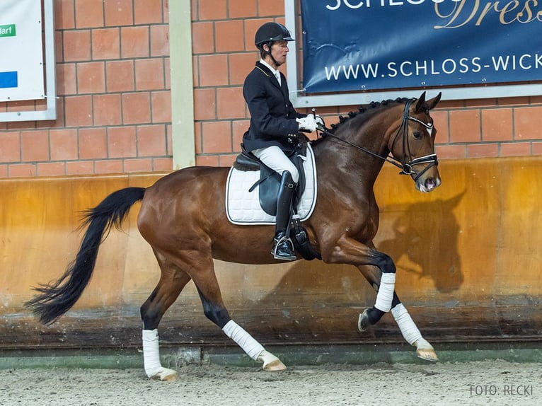 Koń hanowerski Klacz 6 lat 169 cm Gniada in Verden