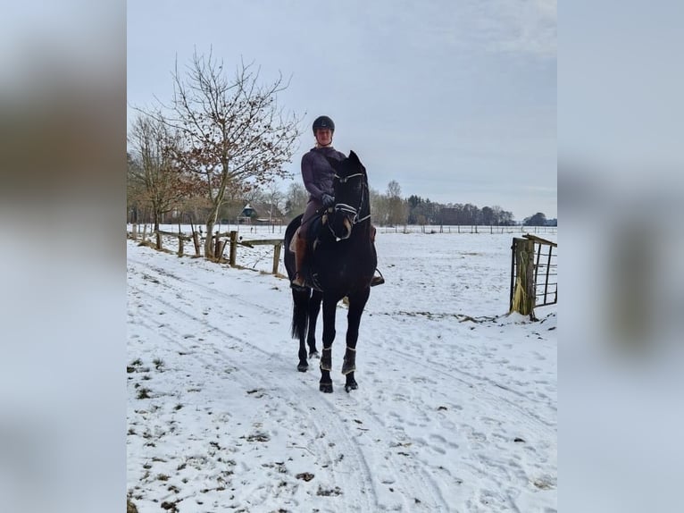 Koń hanowerski Klacz 6 lat 169 cm Kara in Neuhaus an der Oste