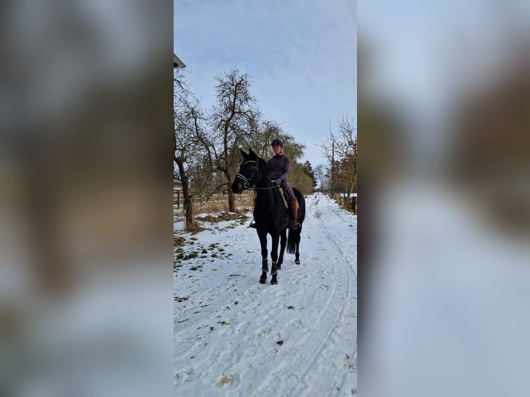 Koń hanowerski Klacz 6 lat 169 cm Kara in Neuhaus an der Oste