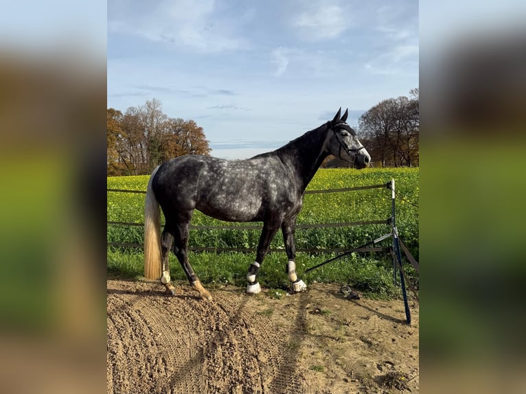 Koń hanowerski Klacz 6 lat 169 cm Karosiwa in Ladbergen