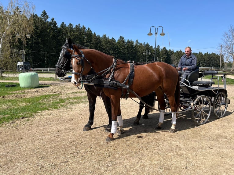 Koń hanowerski Klacz 6 lat 169 cm Kasztanowata in Neuhausen ob Eck