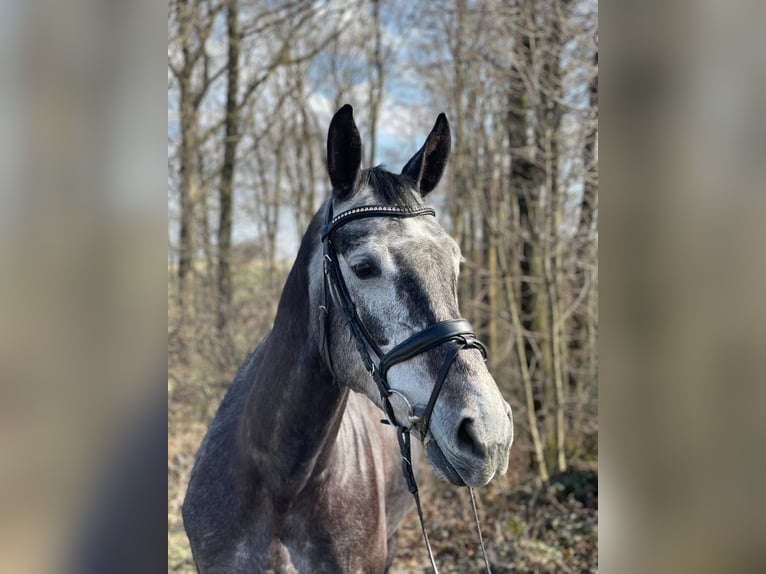 Koń hanowerski Klacz 6 lat 169 cm Siwa in Overath