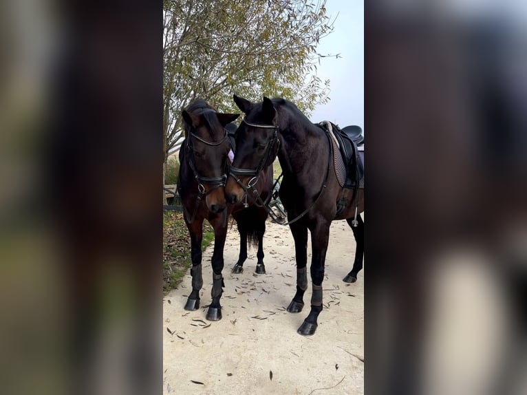 Koń hanowerski Klacz 6 lat 170 cm Ciemnogniada in Croatia