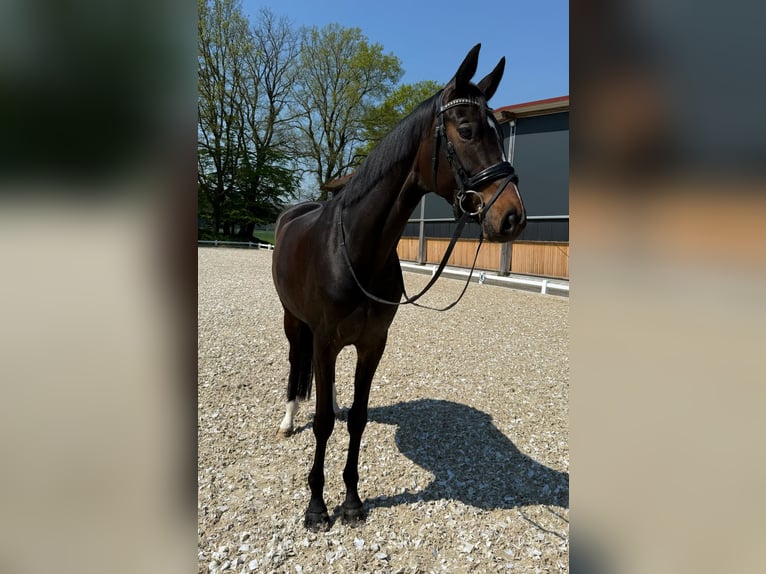 Koń hanowerski Klacz 6 lat 170 cm Ciemnogniada in Senden
