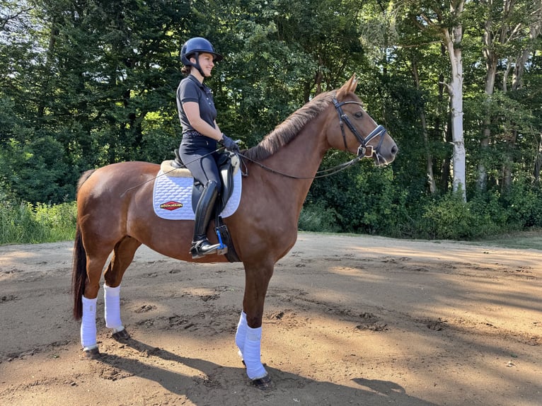 Koń hanowerski Klacz 6 lat 170 cm Ciemnokasztanowata in Ebstorf