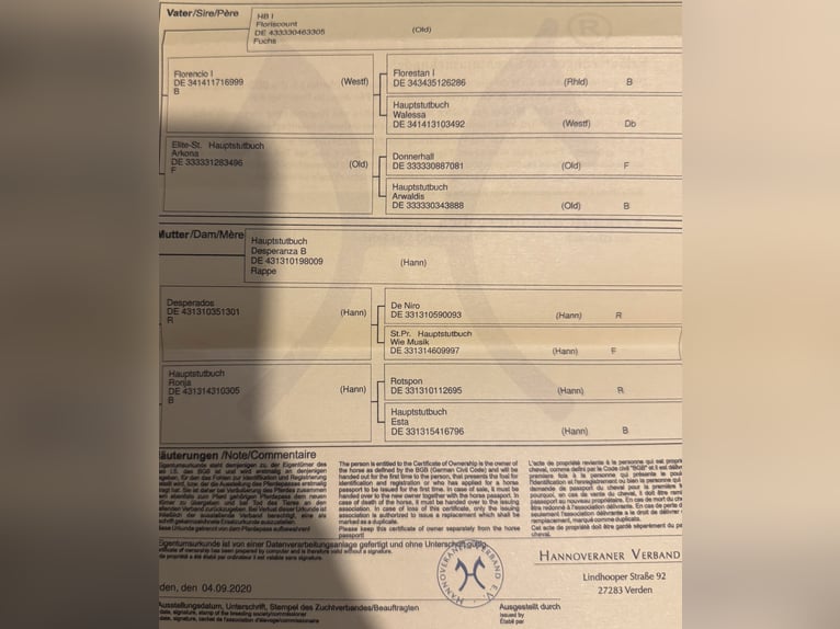 Koń hanowerski Klacz 6 lat 170 cm Ciemnokasztanowata in Stuhr