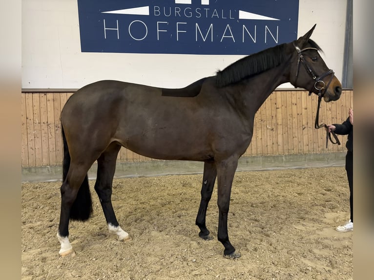 Koń hanowerski Klacz 6 lat 170 cm Gniada in Zeven