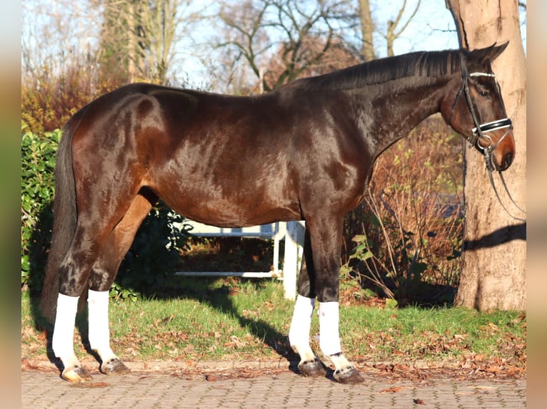 Koń hanowerski Klacz 6 lat 170 cm Gniada in Selsingen