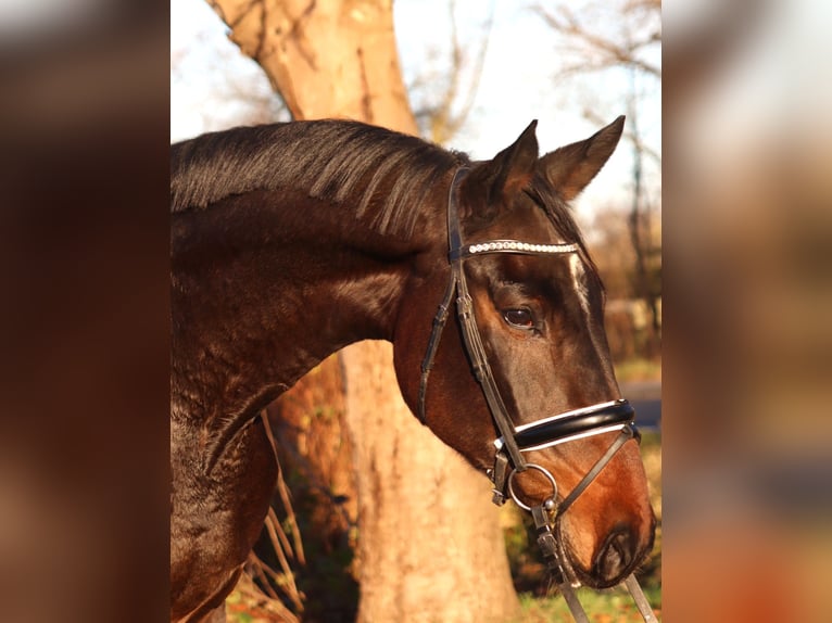 Koń hanowerski Klacz 6 lat 170 cm Gniada in Selsingen