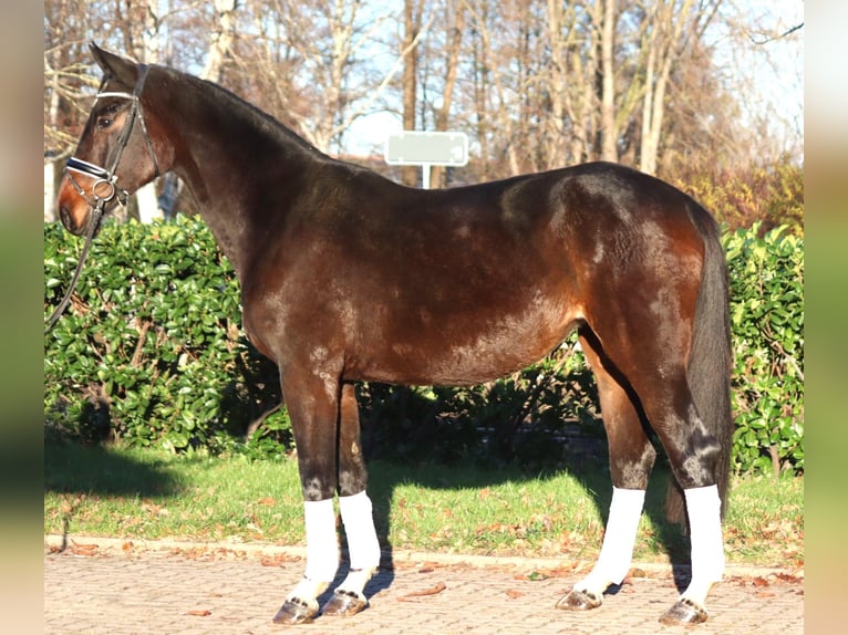 Koń hanowerski Klacz 6 lat 170 cm Gniada in Selsingen