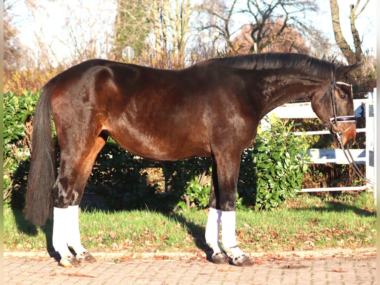 Koń hanowerski Klacz 6 lat 170 cm Gniada in Selsingen