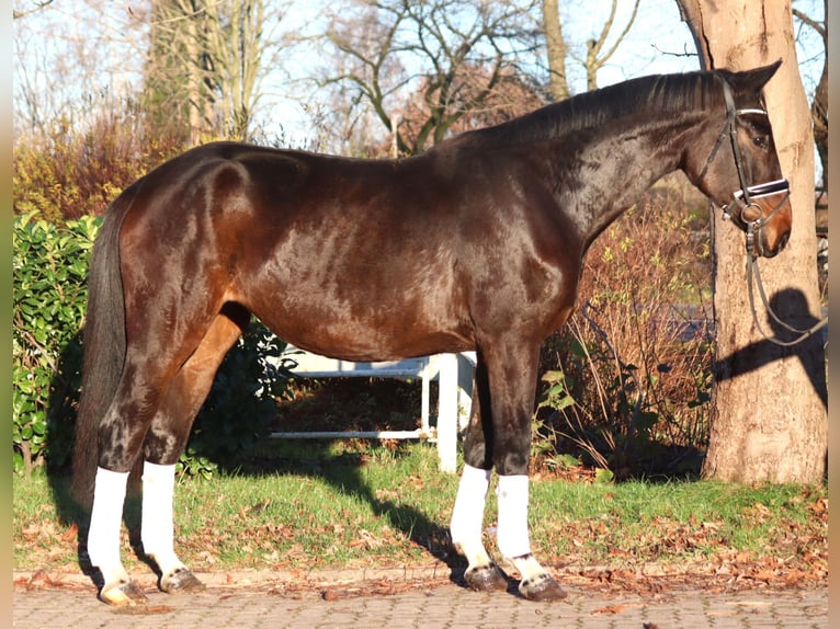 Koń hanowerski Klacz 6 lat 170 cm Gniada in Selsingen