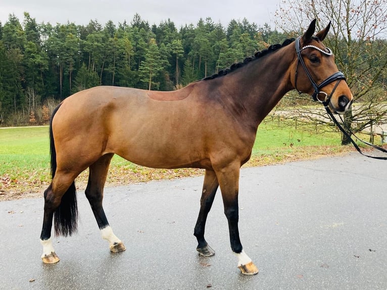 Koń hanowerski Klacz 6 lat 170 cm Gniada in Ostrach