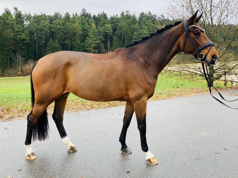 Koń hanowerski Klacz 6 lat 170 cm Gniada in Ostrach