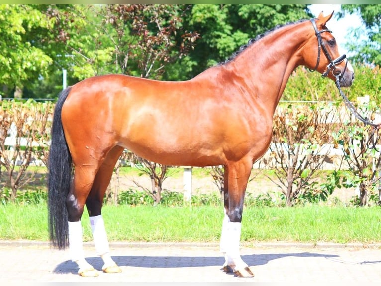 Koń hanowerski Klacz 6 lat 170 cm Gniada in Selsingen