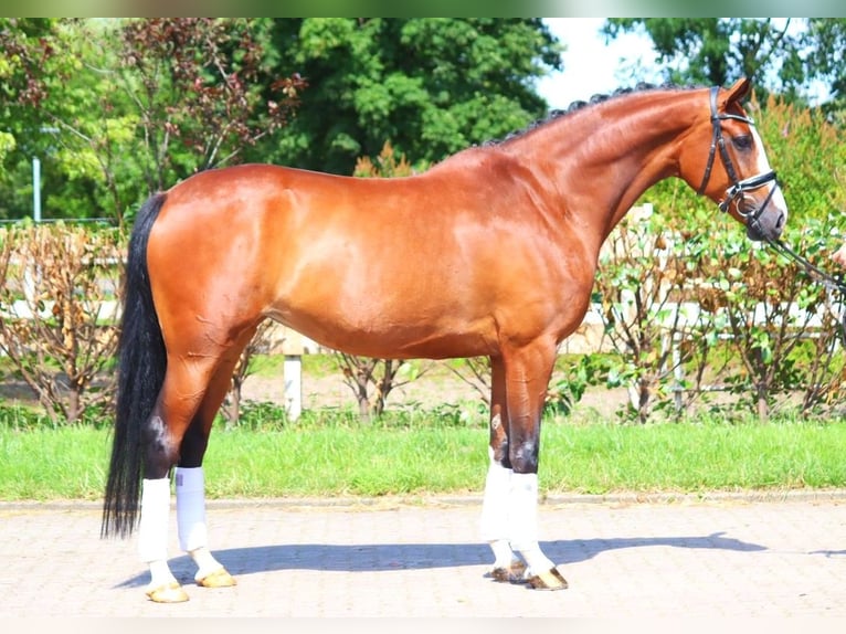 Koń hanowerski Klacz 6 lat 170 cm Gniada in Selsingen