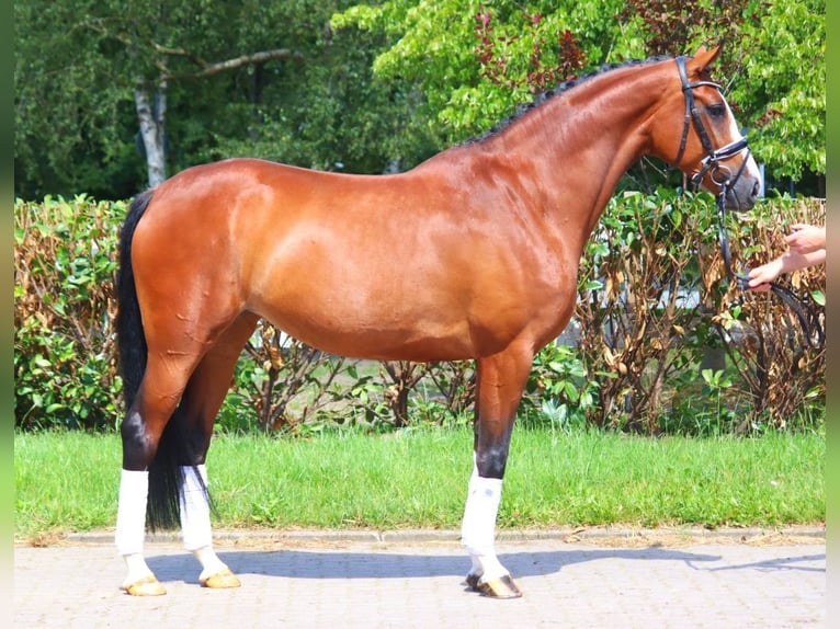 Koń hanowerski Klacz 6 lat 170 cm Gniada in Selsingen