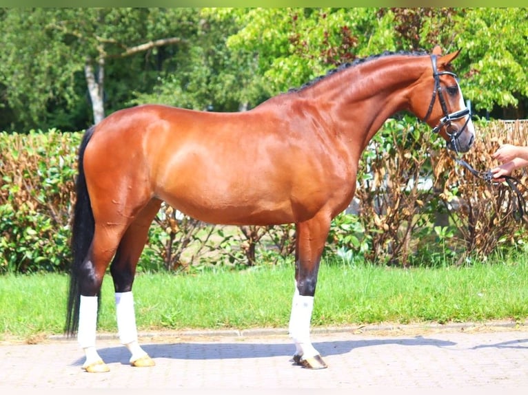 Koń hanowerski Klacz 6 lat 170 cm Gniada in Selsingen