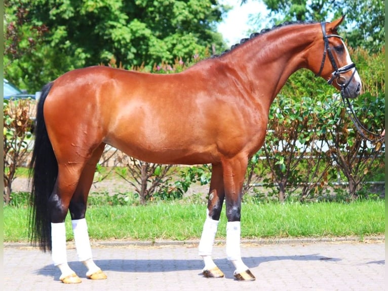 Koń hanowerski Klacz 6 lat 170 cm Gniada in Selsingen