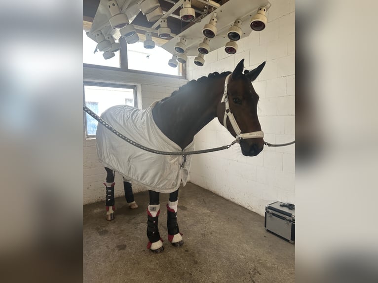 Koń hanowerski Klacz 6 lat 170 cm Gniada in Neulußheim