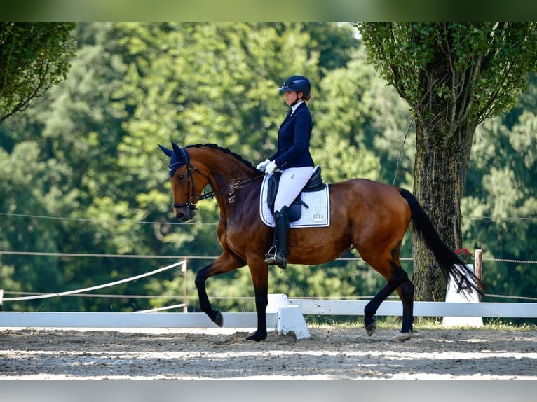 Koń hanowerski Klacz 6 lat 170 cm Gniada in Bonn Koń hanowerski Klacz 6 lat 170 cm Gniada in Bonn