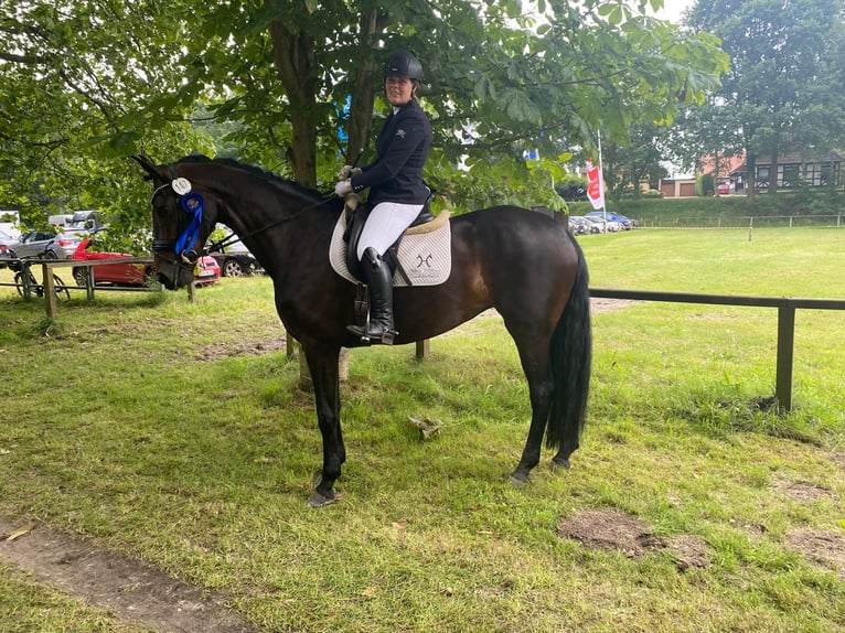 Koń hanowerski Klacz 6 lat 170 cm Gniada in Kutenholz