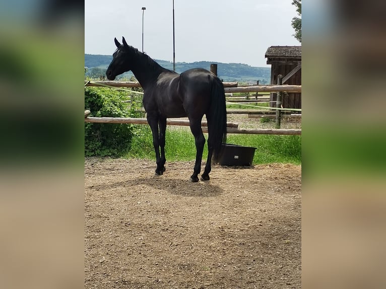 Koń hanowerski Klacz 6 lat 170 cm Kara in Rabensburg