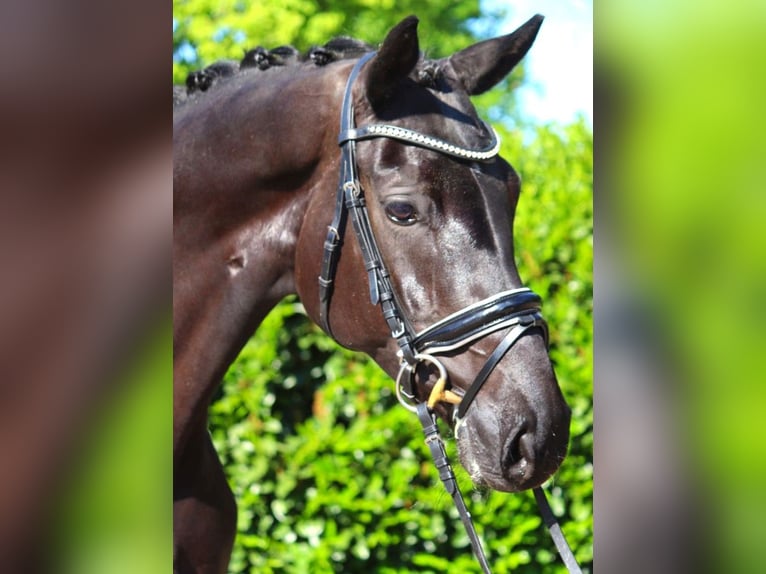 Koń hanowerski Klacz 6 lat 170 cm Kara in Selsingen
