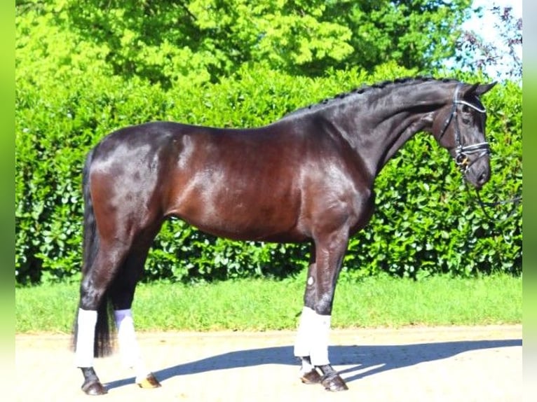 Koń hanowerski Klacz 6 lat 170 cm Kara in Selsingen