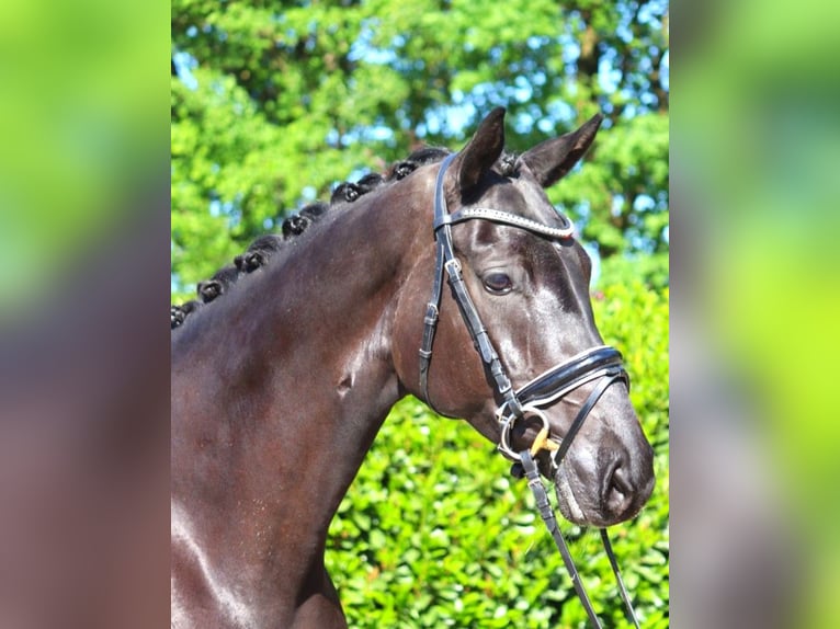 Koń hanowerski Klacz 6 lat 170 cm Kara in Selsingen