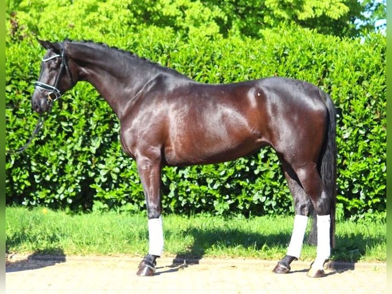 Koń hanowerski Klacz 6 lat 170 cm Kara in Selsingen