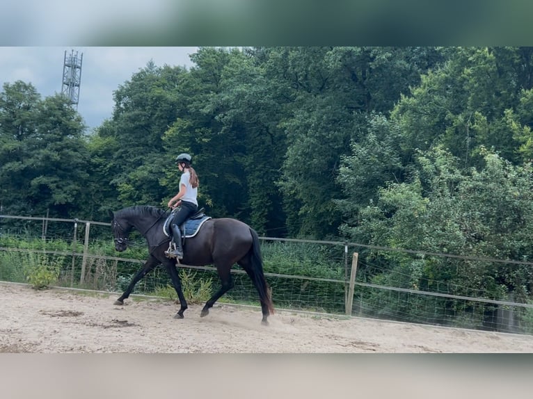 Koń hanowerski Klacz 6 lat 170 cm Kara in K&#xFC;rten