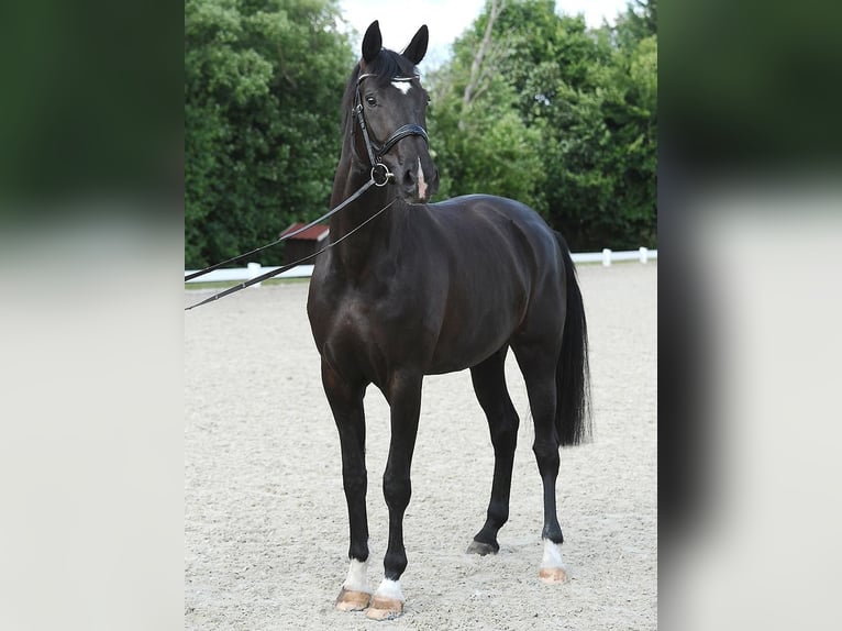 Koń hanowerski Klacz 6 lat 170 cm Kara in Wedemark